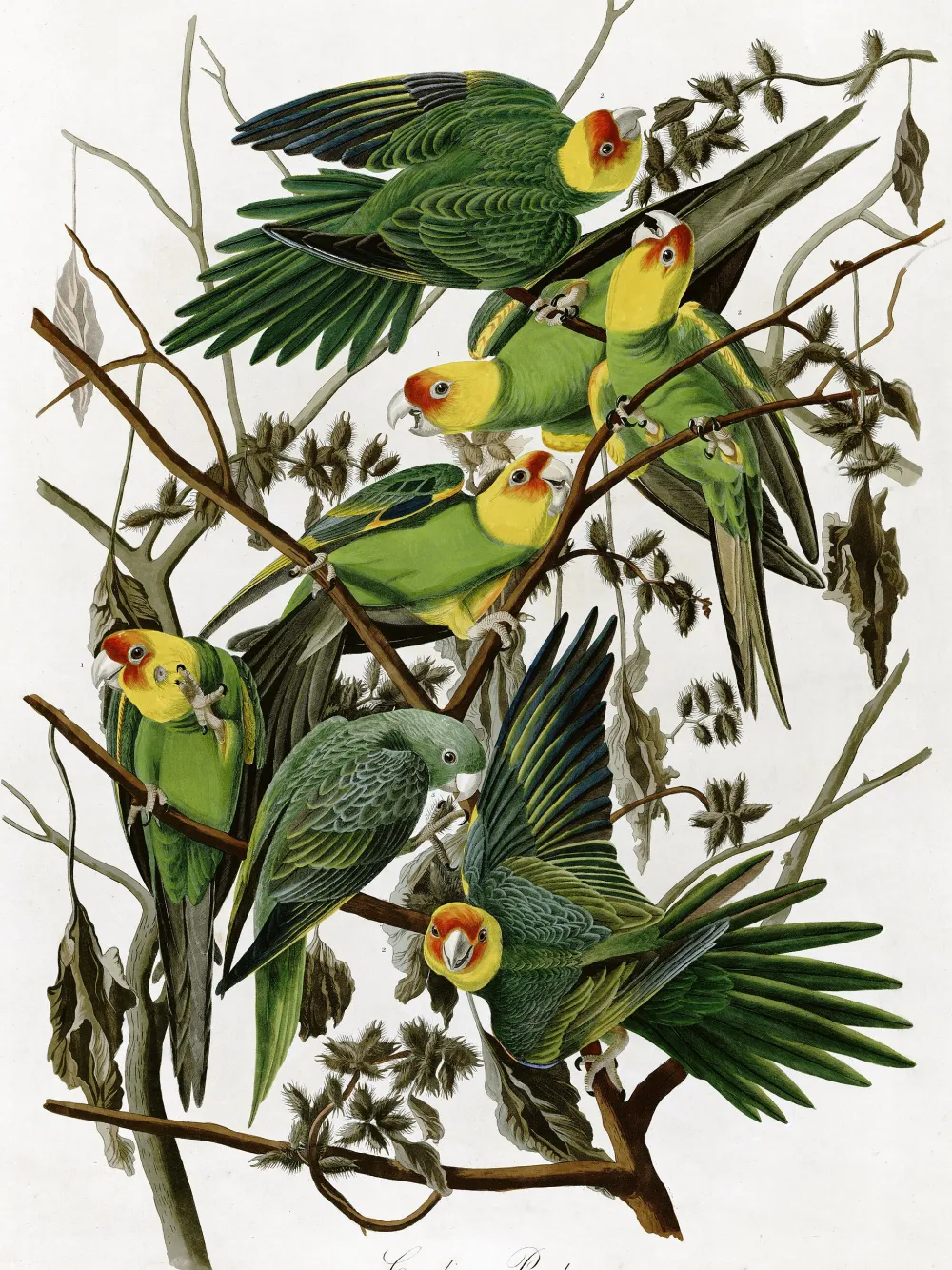 A flat straight-on scan of Audubon's public domain Carolina Parrot plate, cropped to the edges of the artwork, the kind of file a print shop uses as its product image and as the input to a mockup