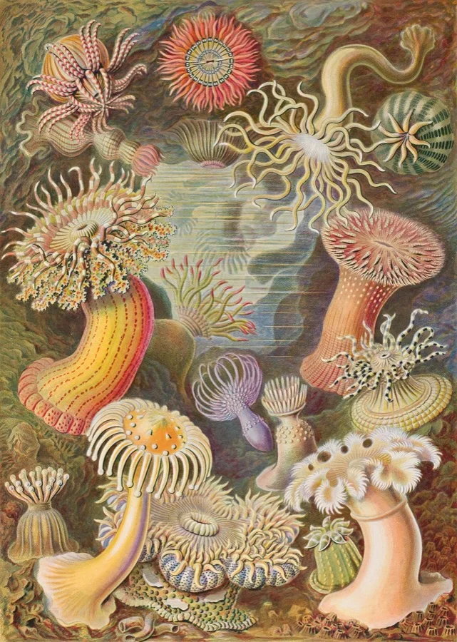 A flat, straight-on scan of a public domain Ernst Haeckel sea anemone plate, cropped to the edges of the artwork, the kind of photo a print shop uses as its main product image